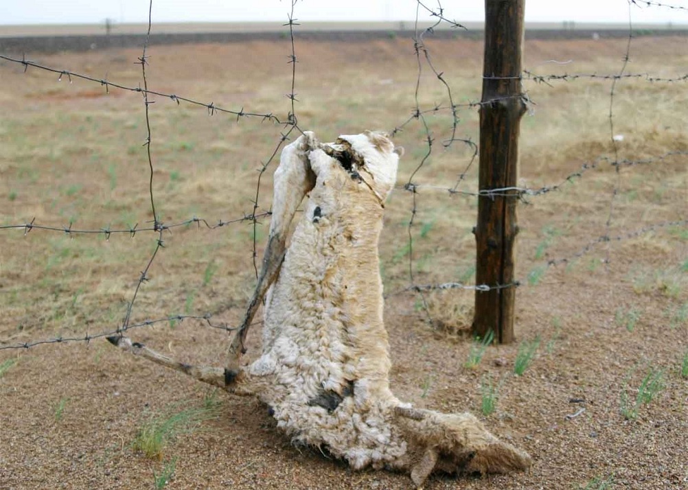 Төмөр замын өргөст торонд өлгөгдөж үхсэн цагаан зээр. Дорноговь аймгийн Айраг сум. 2008 оны 6 сар.