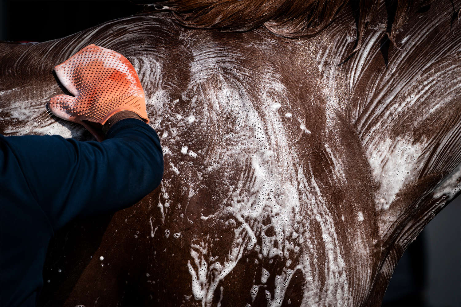 Нью-Йоркийн Belmont Stakes уралдааны өмнө морио угааж байгаа нь, John Minchillo/AP